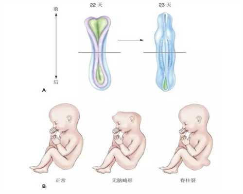试管婴儿后想测DNA_试管婴儿-为什么现在很多人去泰国生子？